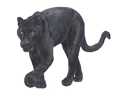 Black Panther Scientific Illustration