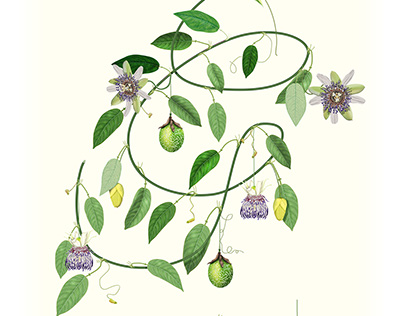 Passiflora gustaviana