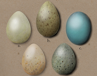 Bird Eggs of the Great Lakes