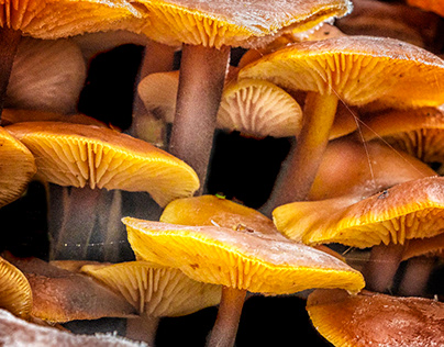 Fungi Macro photography