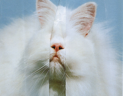 White cat / handmade collage