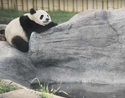 Toronto Zoo - Pandas Don't Rush