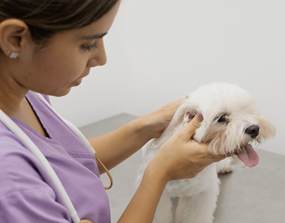 Animal Medical Center - Appleton | Veterinarian