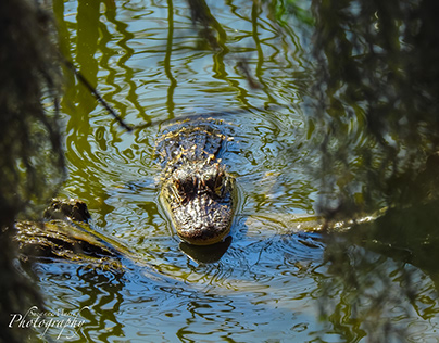 Alligator in the Water