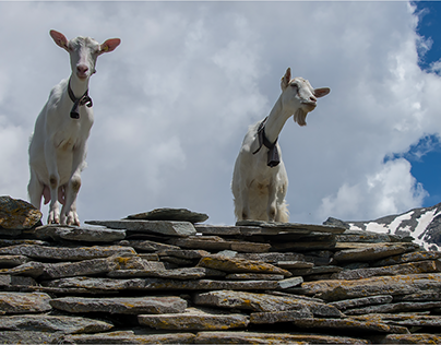 pecore e capre / sheep and goats