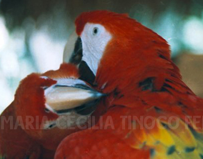 Parrots in love /Guacamayas en amor -adas