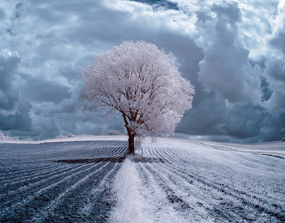 The Trees. Infrared photography. Poland