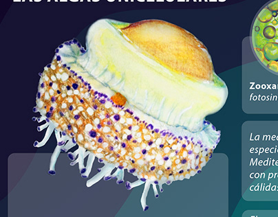 Mutualismo medusa huevo frito