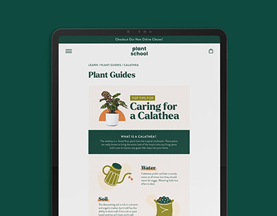 Plant School Calathea Plant Guide