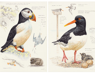 Drawins of Birds of the Lofoten