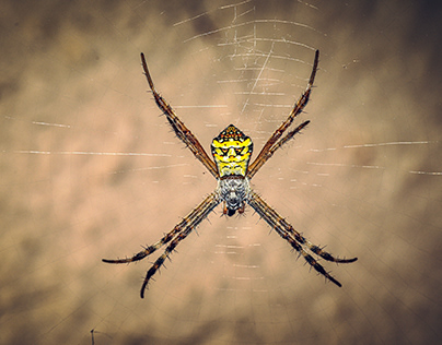 Man Faced Garden Spider