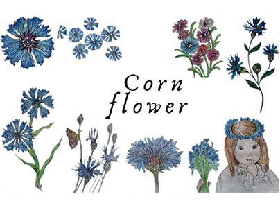 Cornflower set