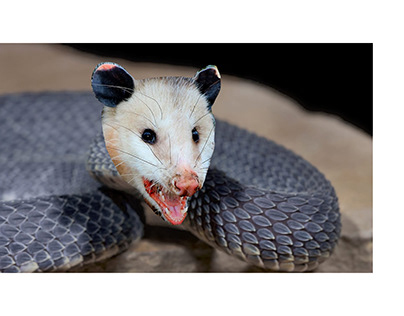 opossum snake