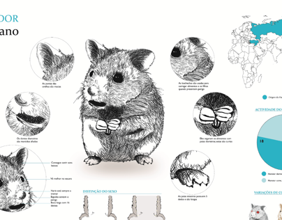Hamster Infografia