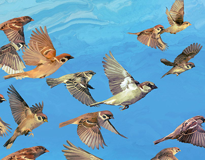 Sparrows Sky