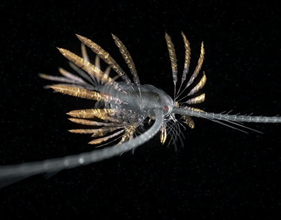 Marine Plankton Critters - and a short film