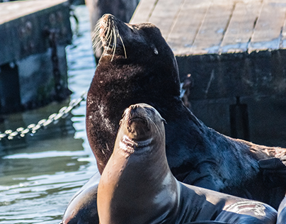 Sea Lions Fisherman's Wharf.