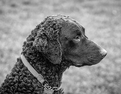 Patient Curly-Coated Retriever