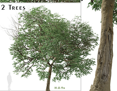 Set of Tilia euchlora Tree ( Caucasian Linden )