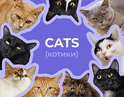 Visual identity for cat shelter. Logo & illustrations