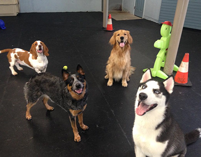 Pet Daycare Quincy