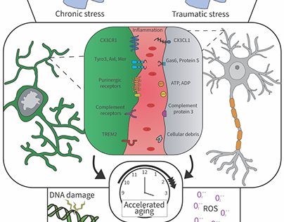 Microglia-neuron communication in inflammation