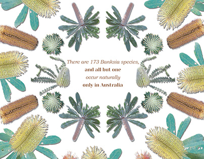 Genus Banksia - Australian Biodiversity Posters