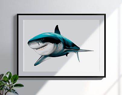 Ilustración naturalista - Tiburón blanco