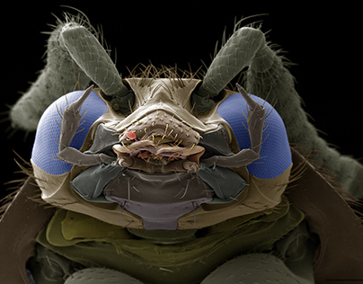 Colorised SEM image of a beetle Aleochara sp.