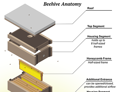 Beehive Anatomy