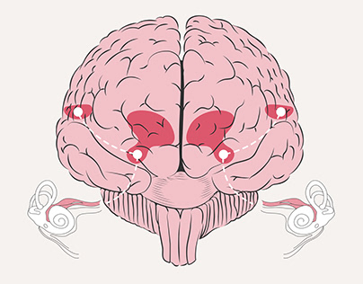 Le son de l’oreille au cerveau