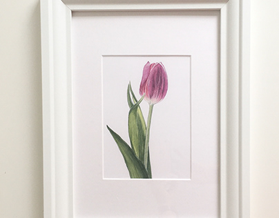 Purple Tulip Watercolor