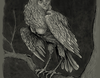 The common harpy
