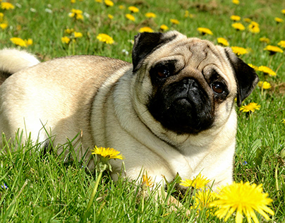 Allergic Reactions In Dogs: Symptoms, Triggers,