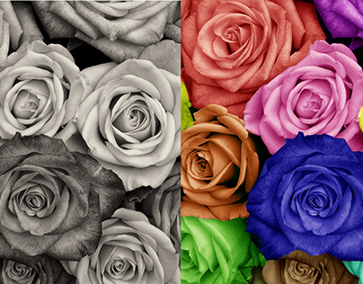 Rosas arco-iris