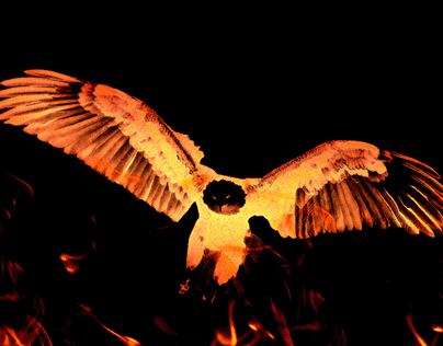 Eagle on Fire (GIF)