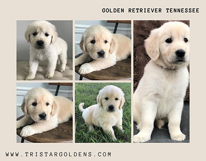 Find Your New Best Friend Golden Retriever in Tennessee