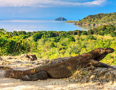 Merencanakan Petualangan Komodo Liveaboard Mengagumkan