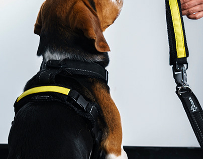 Best Training Leads for Dogs