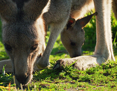 Cute Baby Kangaroos Marsupials in the World