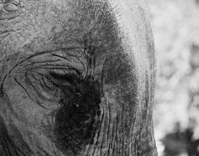 ELEPHANTS IN UDAWALAWE