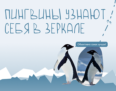 Longread about pinguins