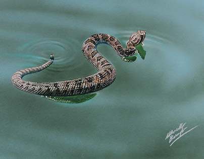 Drawing a Snake