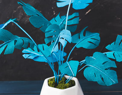 Blue Monstera Plant