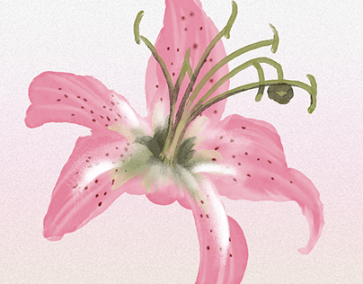 백합 (lily) _ illustration