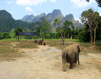 Khao Sok National Park Elephants