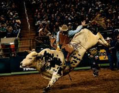 Animal Welfare Issues Associated With Bull Riding