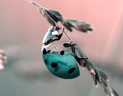 Aquanimal LadyBug - Julien Tabet