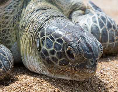 Green Sea Turtle - Rescued by Animal Zone - Alexandria
