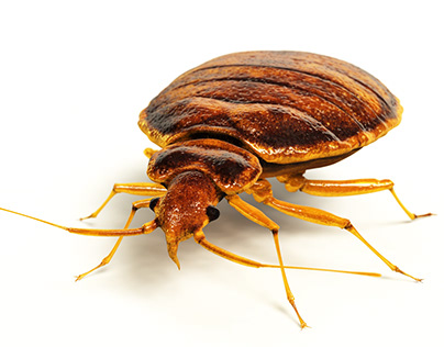 Bed Bug Extermination in Warrenton VA
